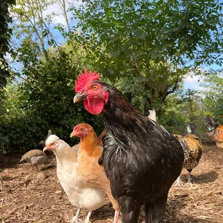 Alojamento de Turismo Selvagem Quinta Do Candeeira Santa Maria da Feira
